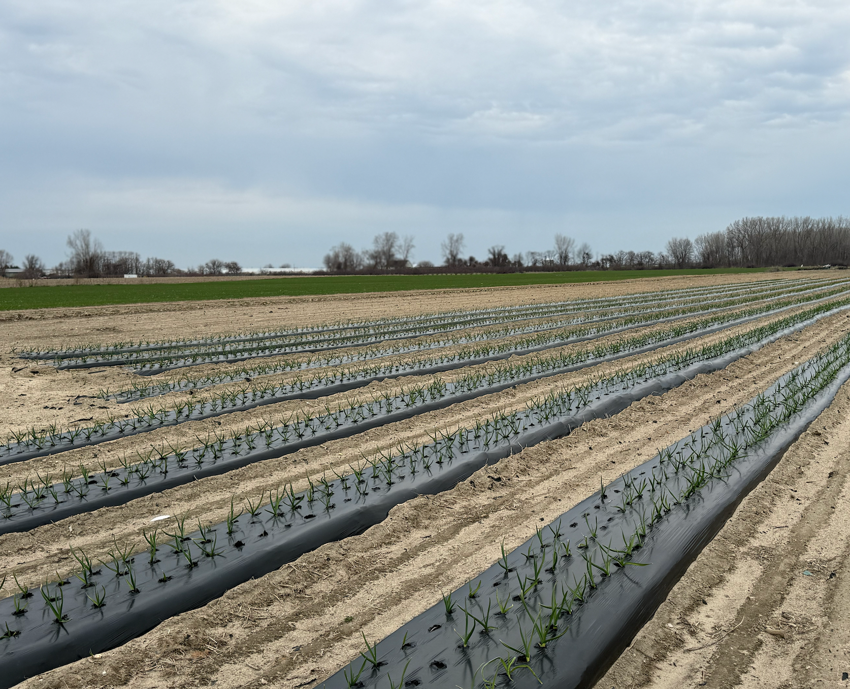 News From the Farm: April 13th