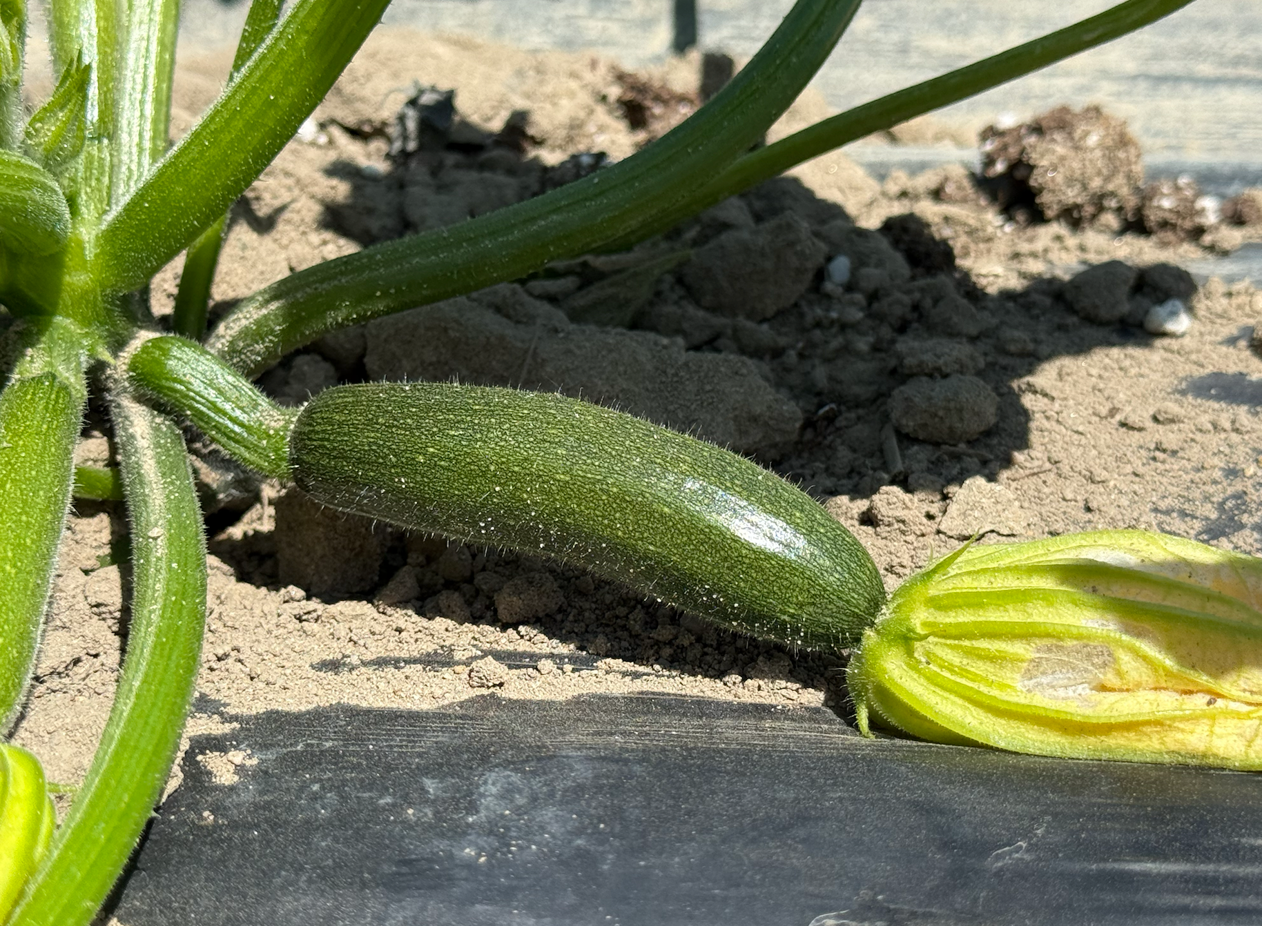 The Farm Is Finally in Full Growing Mode