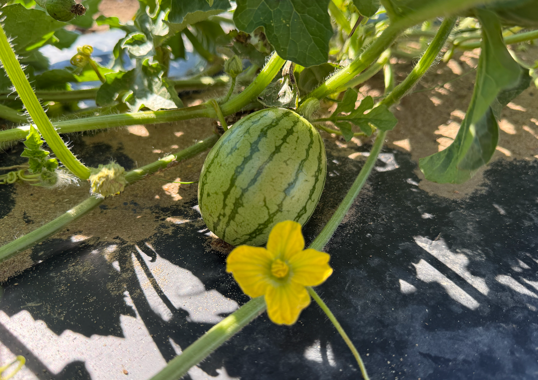 A watermelon plant with a small melon