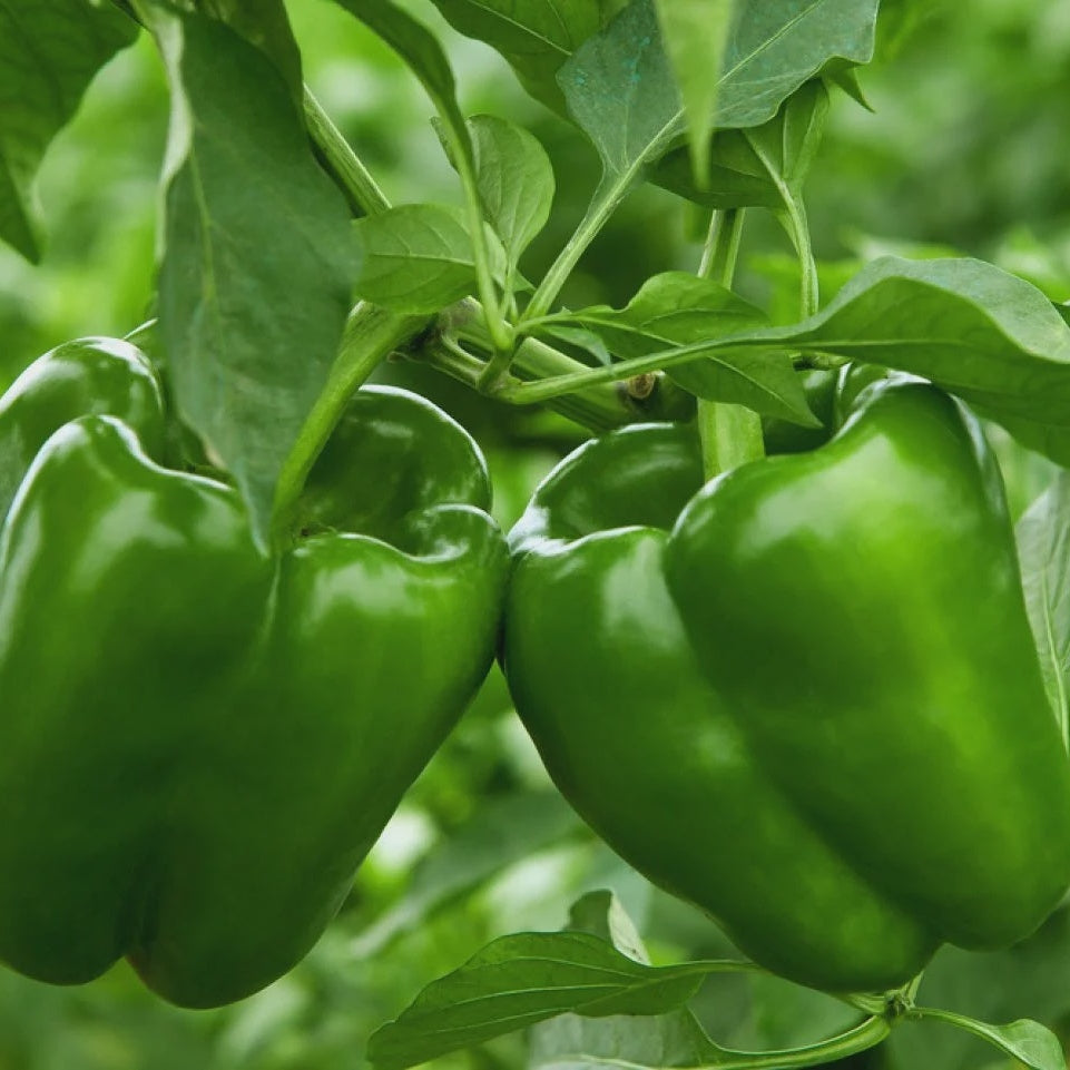 Bell Pepper Plants, 3 inch Lee & Maria's