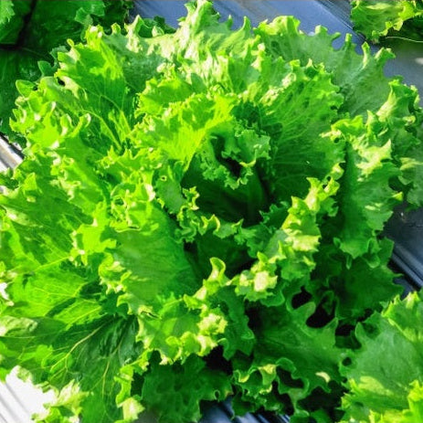 Green Leaf Lettuce Sleeved
