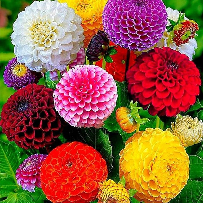 Dahlia Lee & Maria's