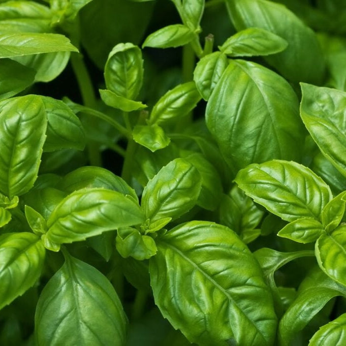 Basil Plant 8" Lee & Maria's