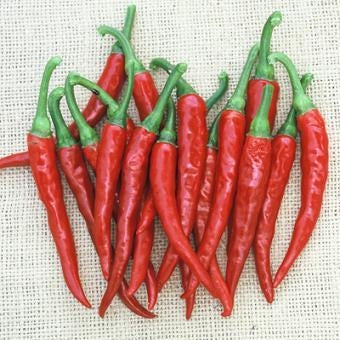 Ring of Fire Pepper Plants, 3 inch Lee & Maria's