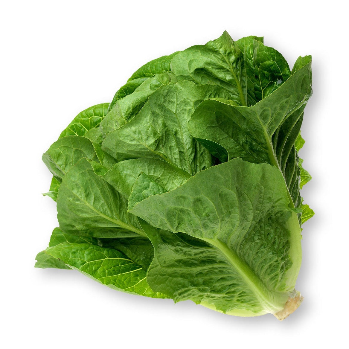 Romaine Lettuce Sleeved