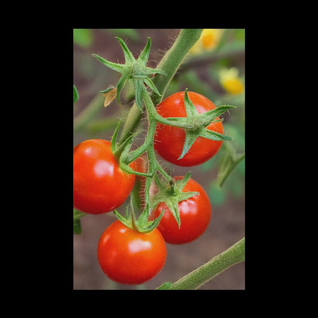 Cherry Tomatoes Plants Lee and Maria's