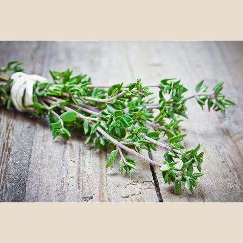 3" Thyme Lee & Maria's