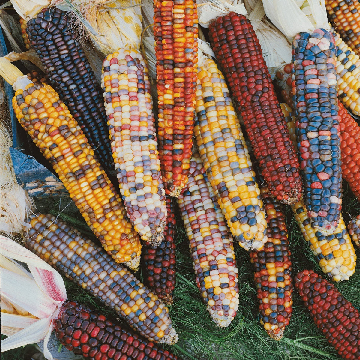 Decorative Corn Lee & Maria's