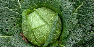 Savoy Cabbage Not specified