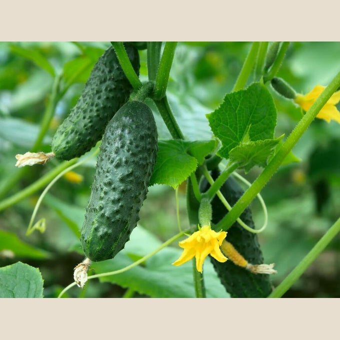 4 pk, Cucumber Plant Lee & Maria's