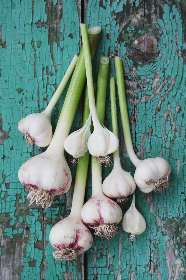 Garlic w/Green Lee & Maria's