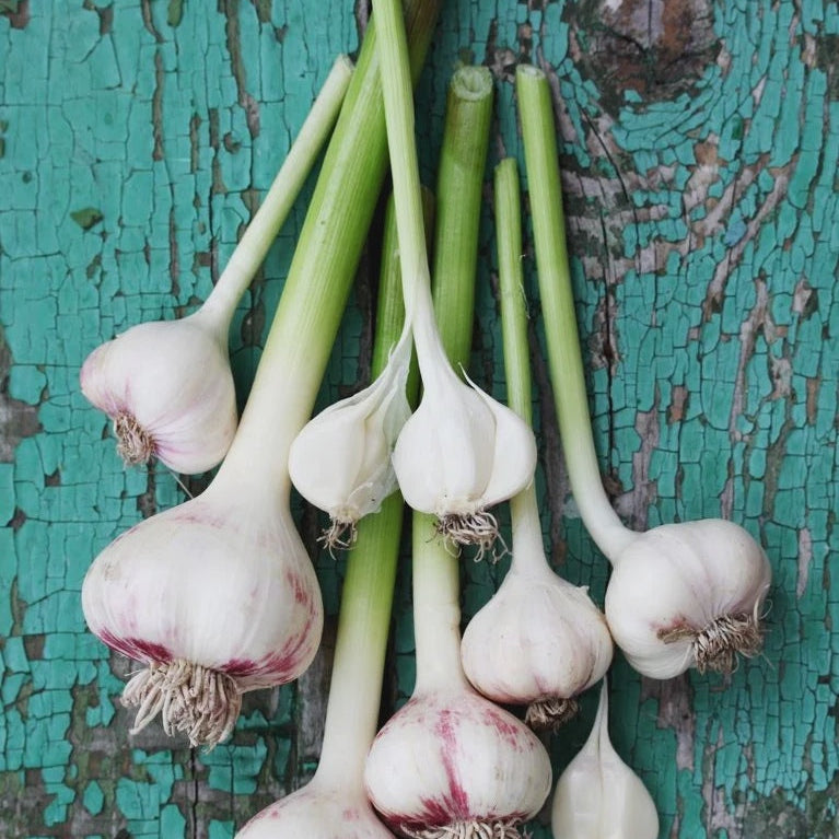 Garlic w/Green Lee & Maria's