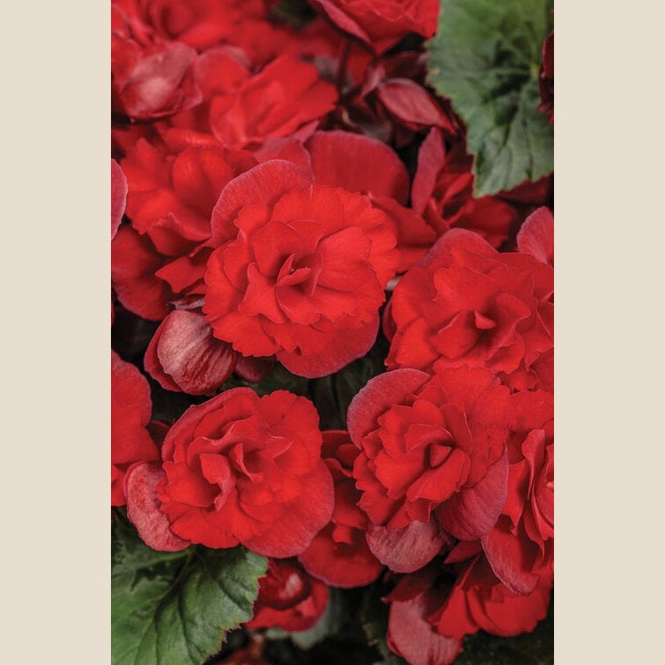 Begonia Solenia Scarlet