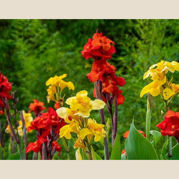 Canna Lily Mixed Colours - 14" Deck Pot