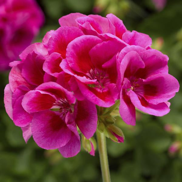 Geranium Calliope Lavender Splash - 10" Pot