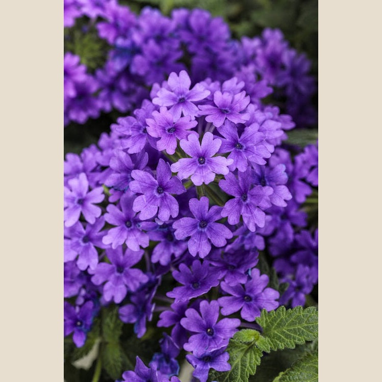 Superbena Cobalt