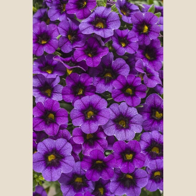 Superbells Grape Punch