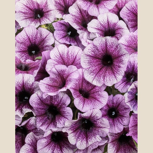 Supertunia Bordeaux