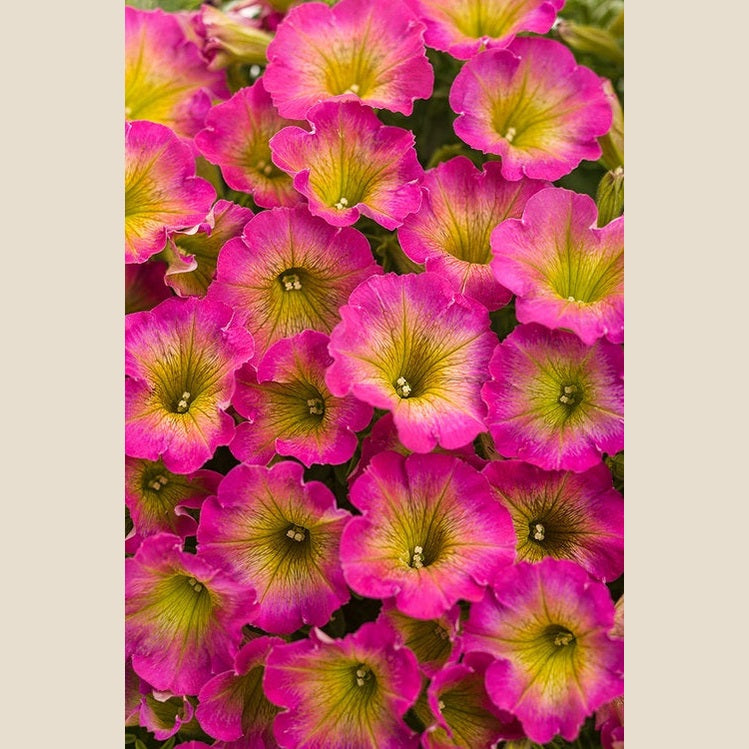 Supertunia Daybreak Charm