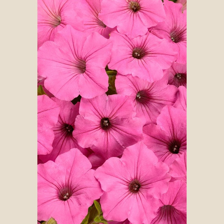 Supertunia Vista Bubblegum