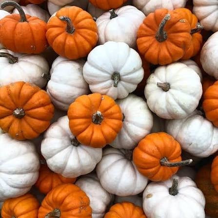 Mini Pumpkins, Orange or White Lee & Maria's