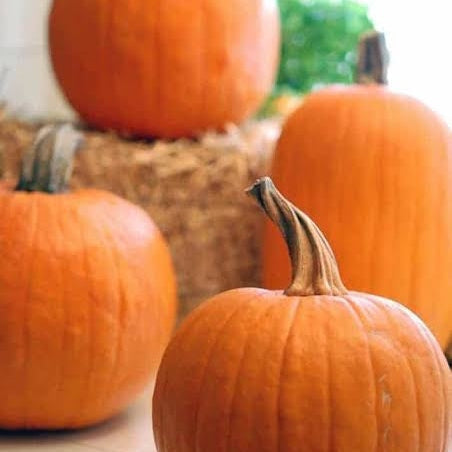 Pie Pumpkins Lee & Maria's