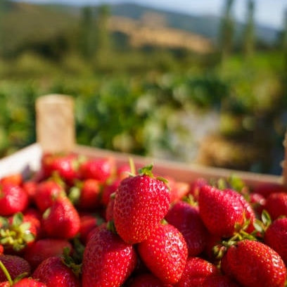 Field Strawberries Not specified