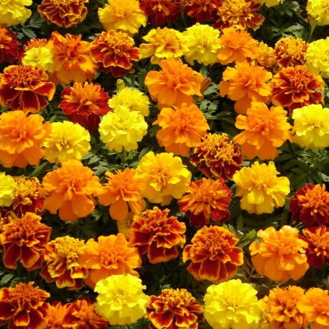 Marigolds, 4 pack Lee & Maria's