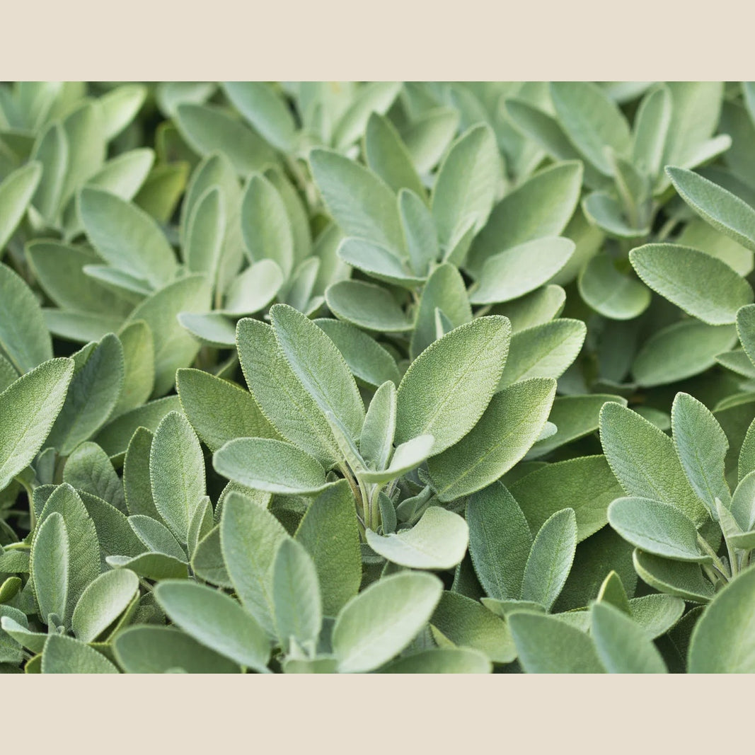 3" Sage Lee & Maria's
