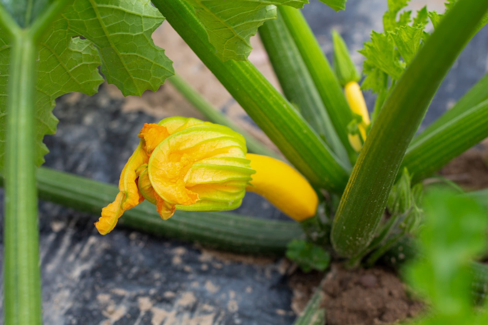 A Seasonal Guide to Shopping Produce in Essex County