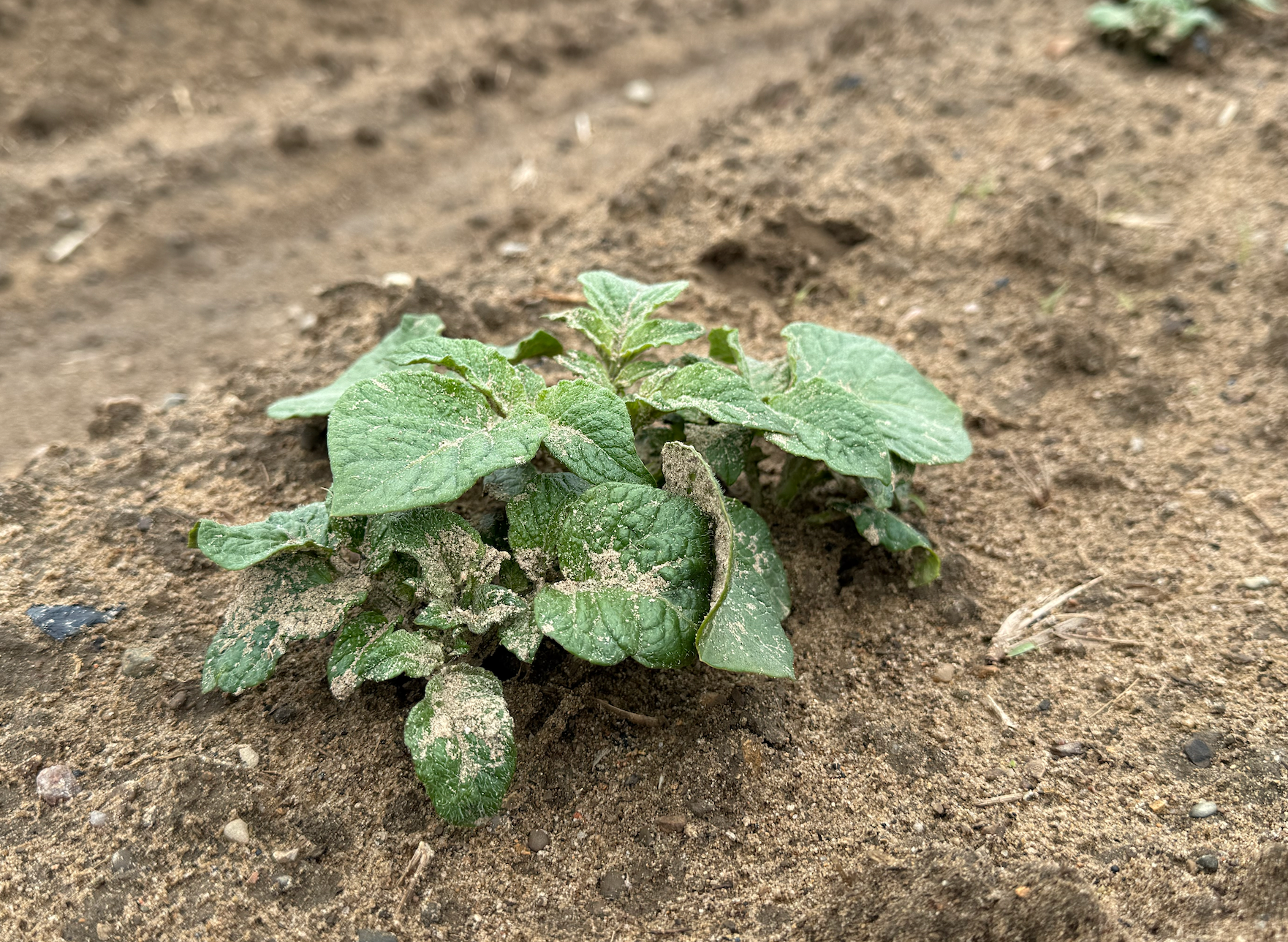 Spring Farming, Local Produce and the First Signs of Summer Meals