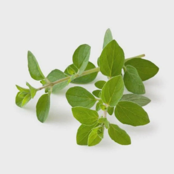 4 pk, Oregano Lee & Maria's