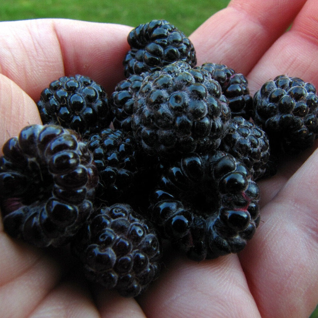Black Raspberry Pint Raymont's