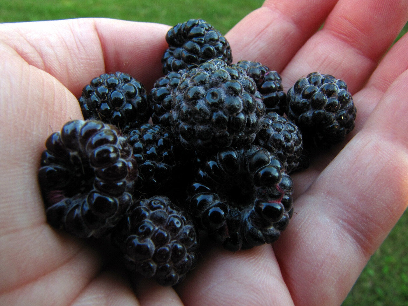 Black Raspberry Pint Raymont's