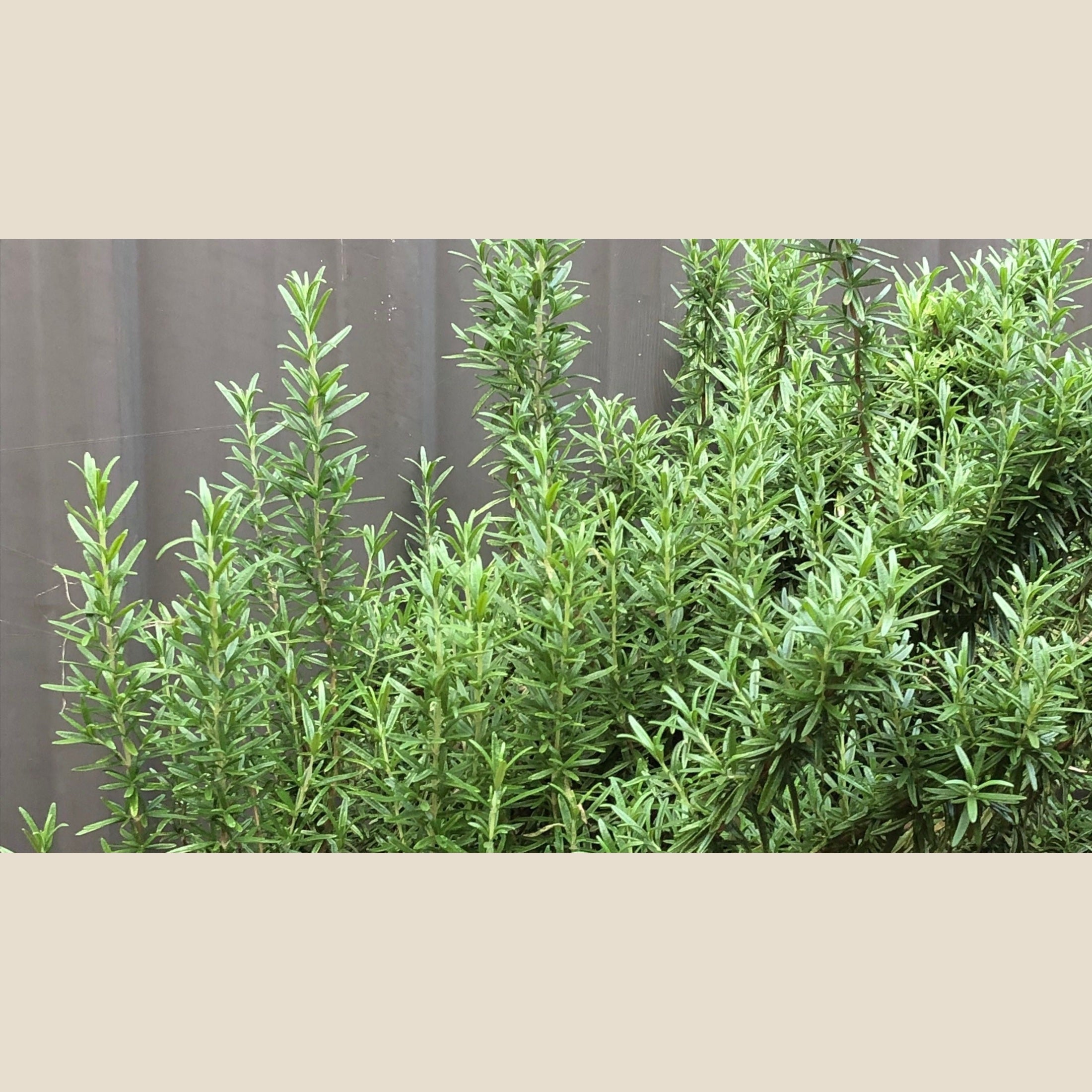 6", Rosemary Lee & Maria's