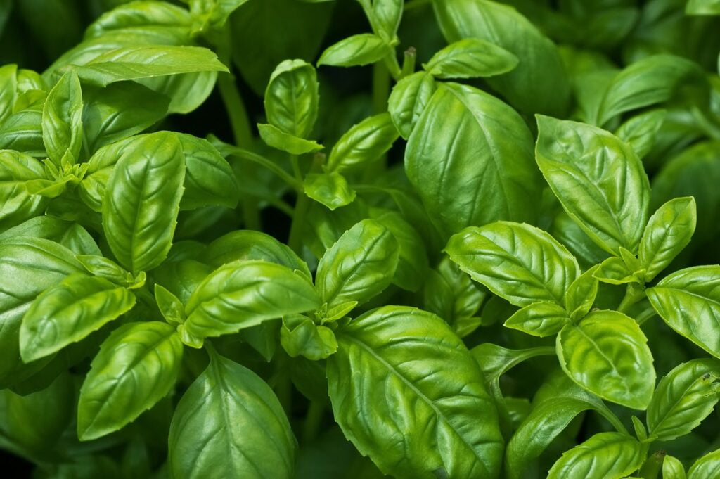 Basil Plant 8"