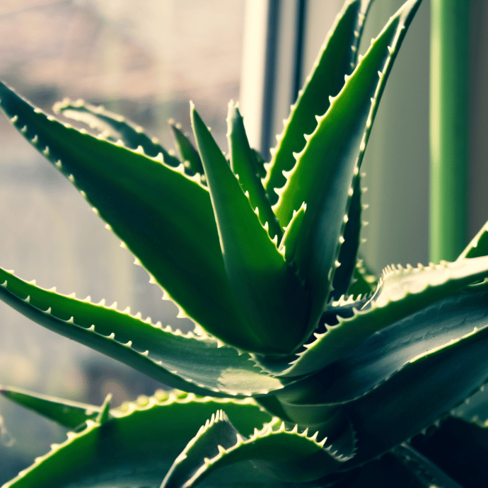Aloe Vera 10" Plant Lee & Maria's