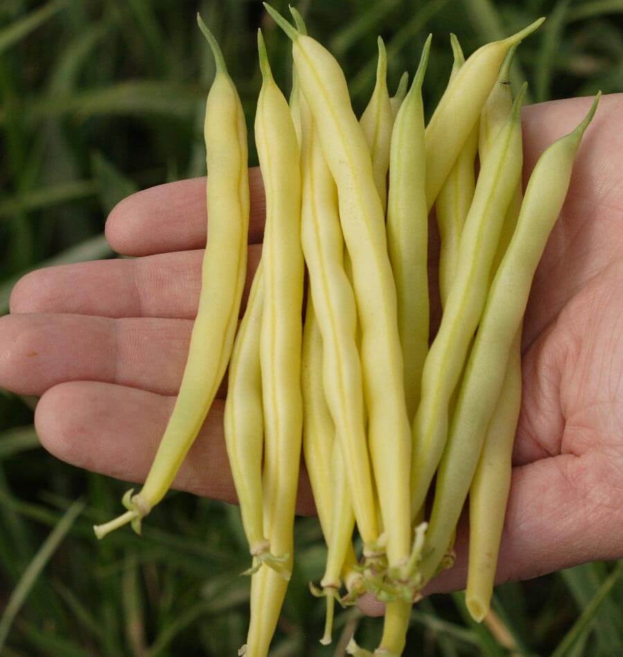 Yellow Beans, 1/ltr Lee & Maria's