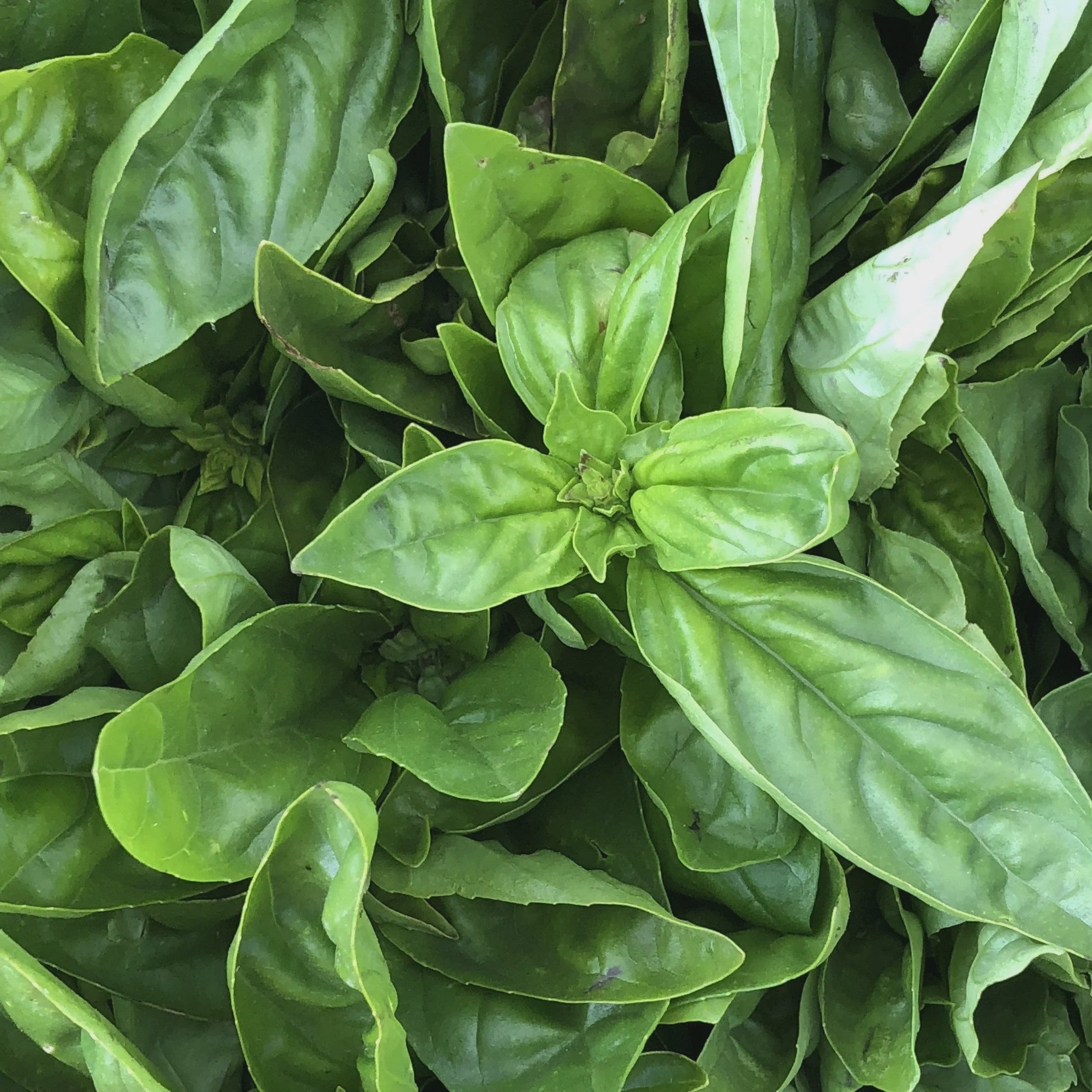3" Basil Lee & Maria's