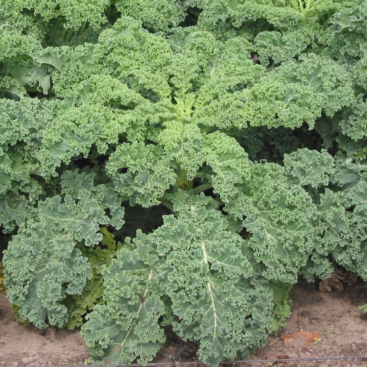Kale Plants Lee & Maria's