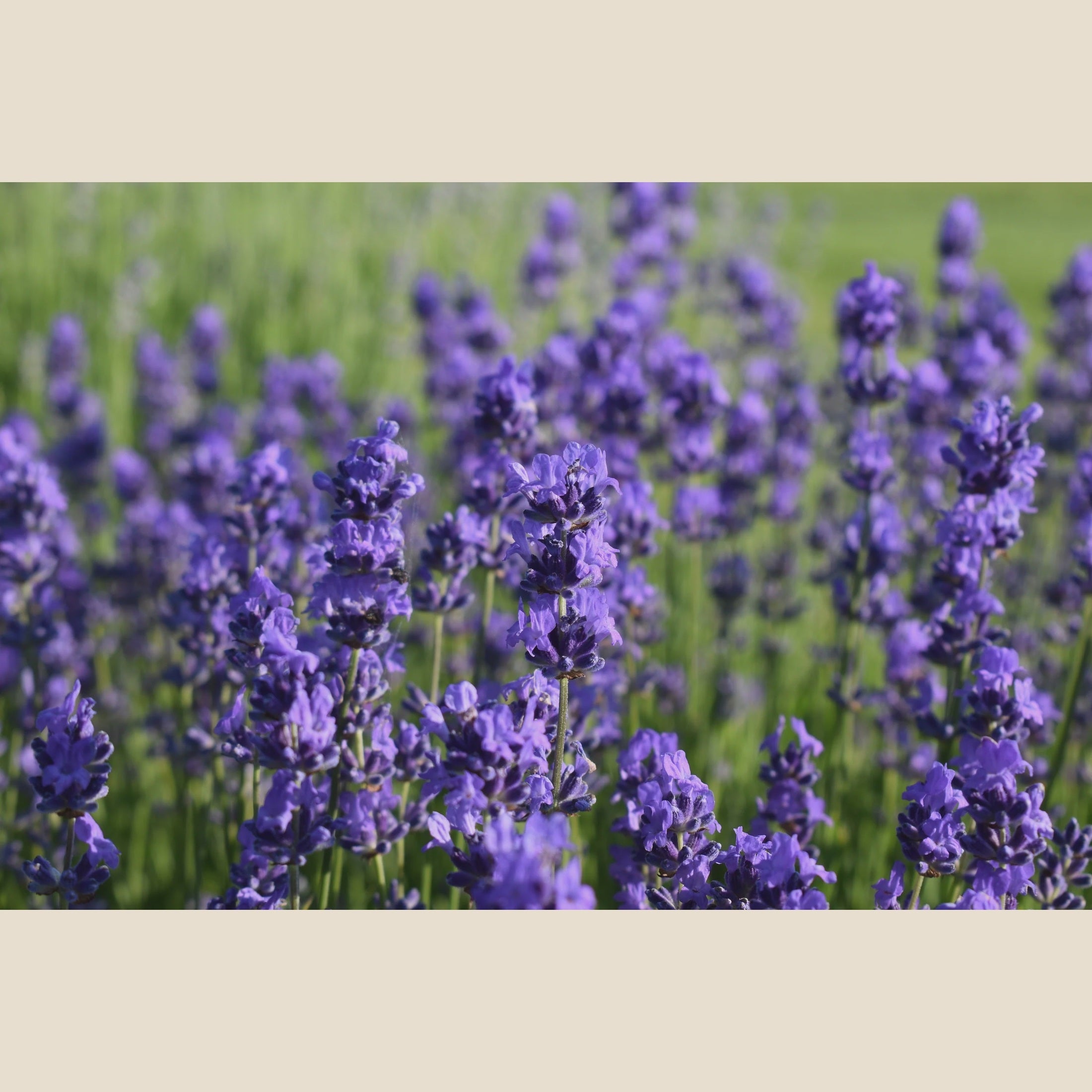 10" Lavender Lee & Maria's