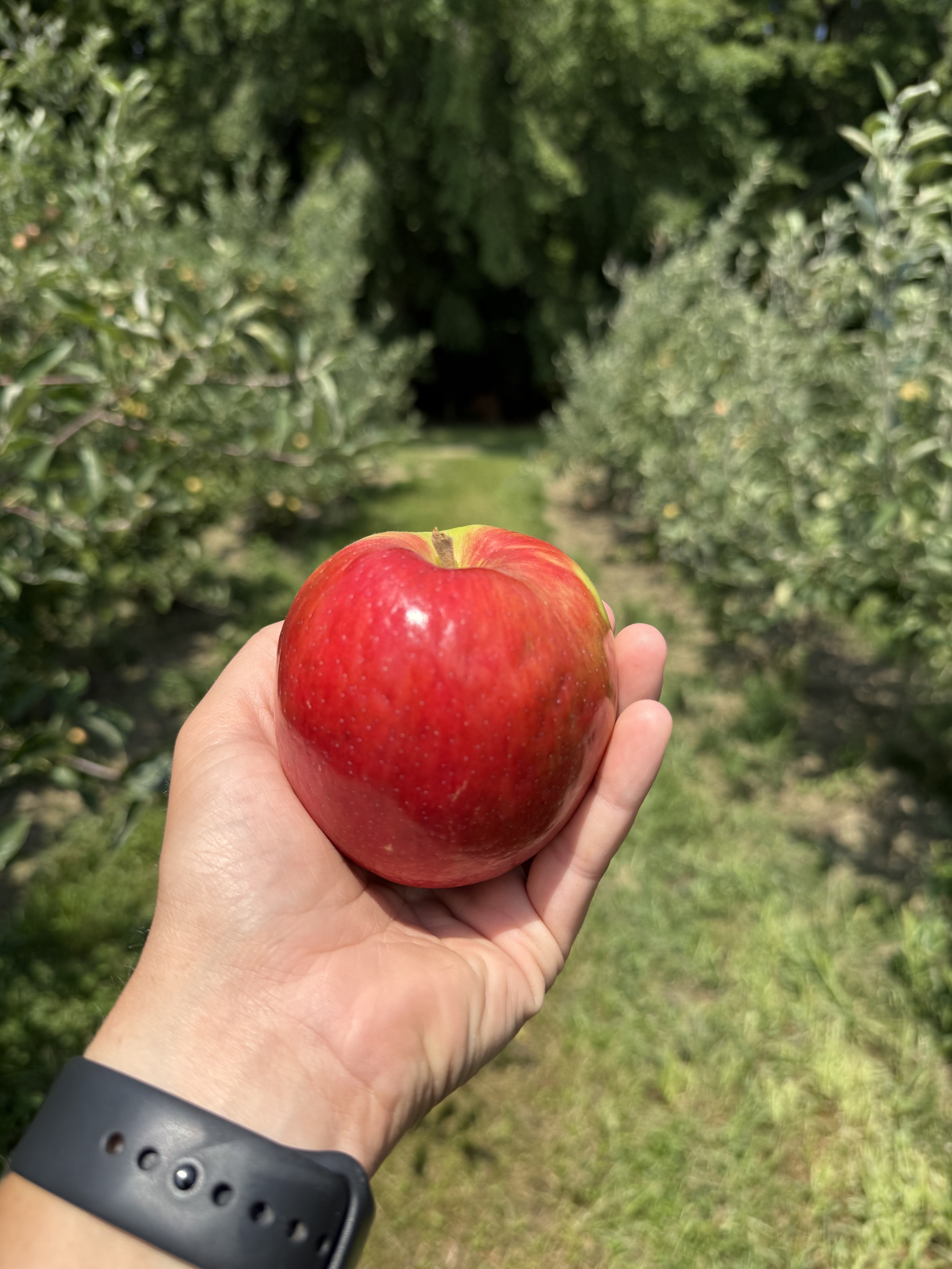 Apples, Mike per lb Lee & Maria's