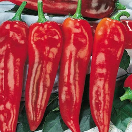 Shepherd Pepper Plants, 3 inch Lee & Maria's