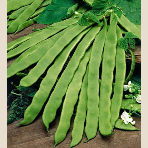 Flat Beans