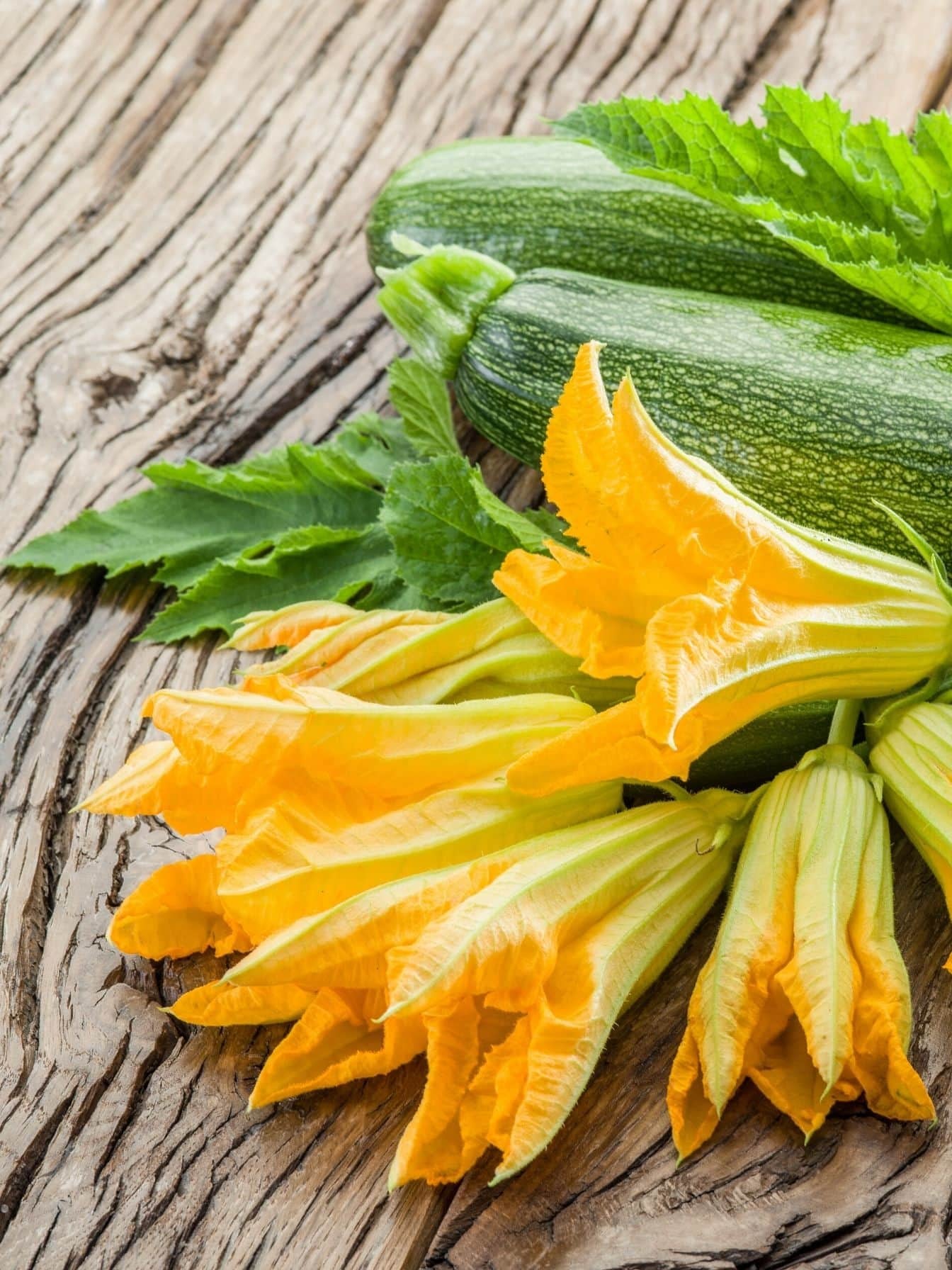 Zucchini Flowers Lee & Maria's