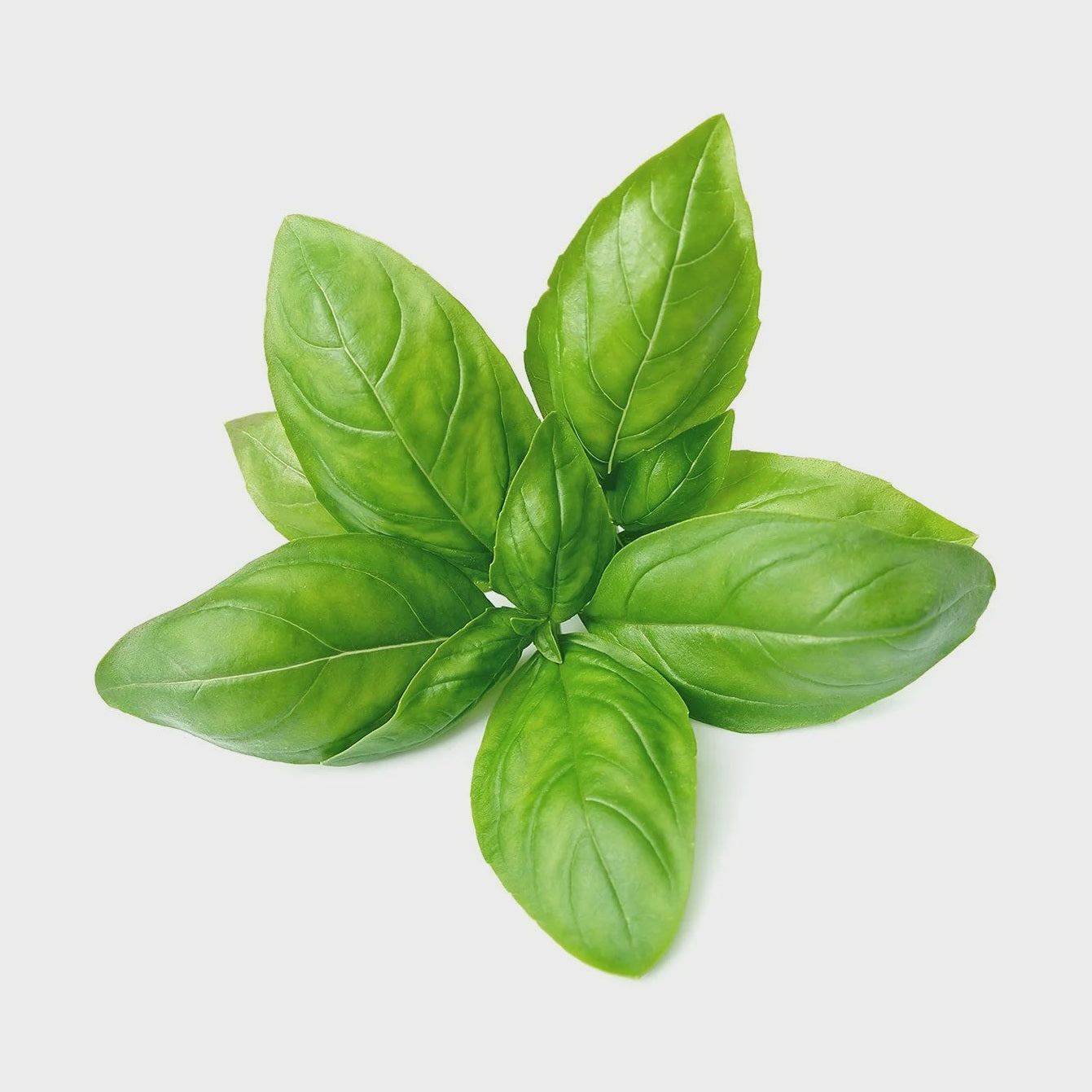 10", Basil Lee & Maria's
