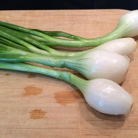 Fresh Onion Lee & Maria's