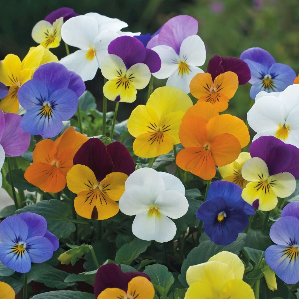 Violets, 4 pack Lee & Maria's