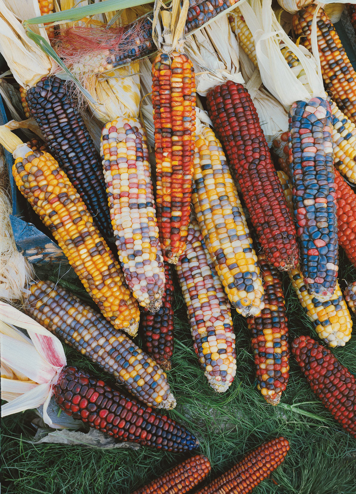 Decorative Corn Lee & Maria's