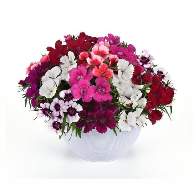 Dianthus Lee & Maria's